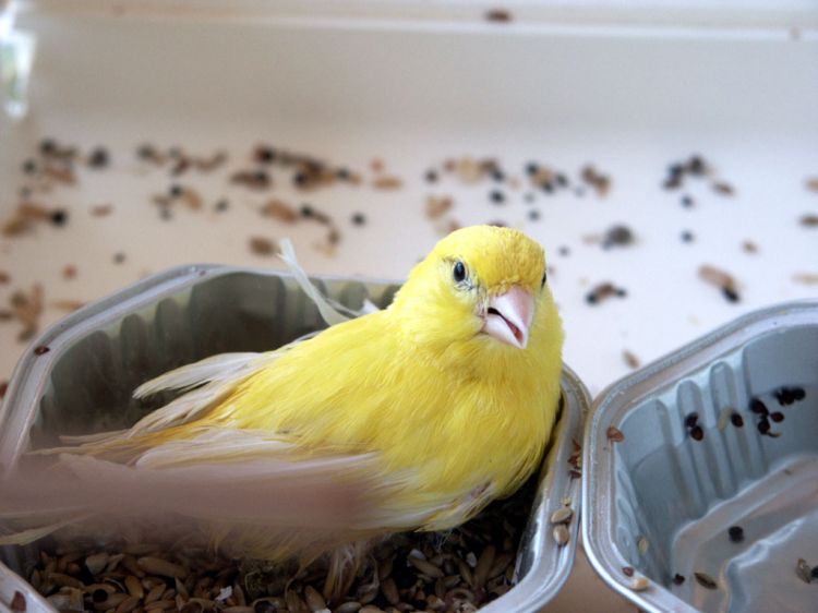 Fonds d'cran Animaux Oiseaux - Canaris Canari