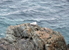 Fonds d'cran Animaux Goland