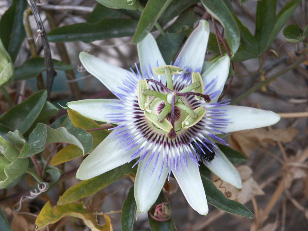 Fonds d'cran Nature Fleurs passiflore