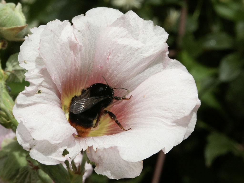 Fonds d'cran Nature Fleurs 