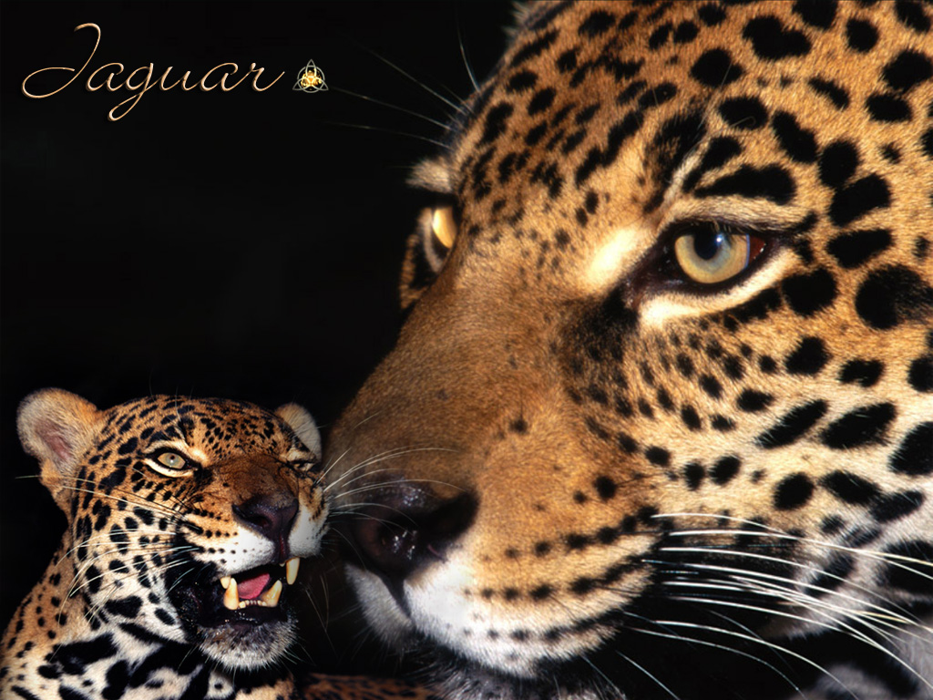 Wallpapers Animals Felines - Jaguars Jaguar