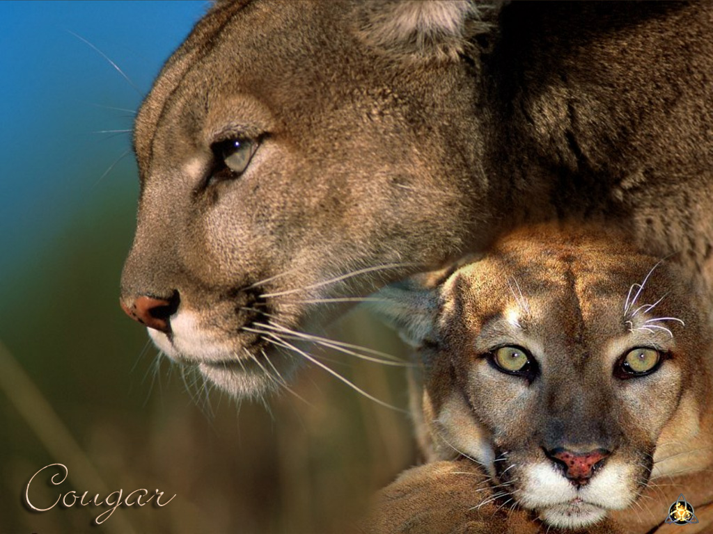 Wallpapers Animals Felines - Pumas Cougar