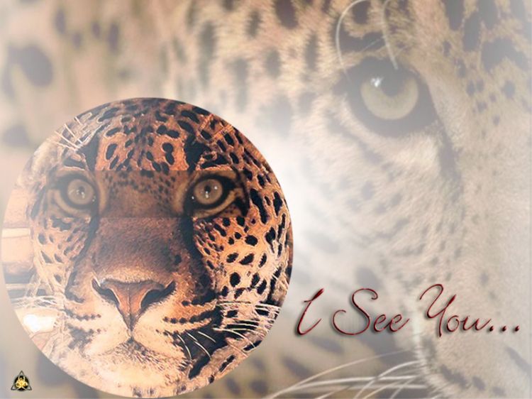 Wallpapers Animals Felines - Jaguars I see you