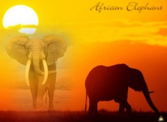 Wallpapers Animals African Elephant