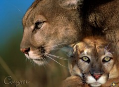 Fonds d'cran Animaux Cougar