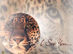 Wallpapers Animals I see you