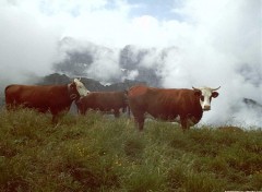 Fonds d'cran Animaux Vaches