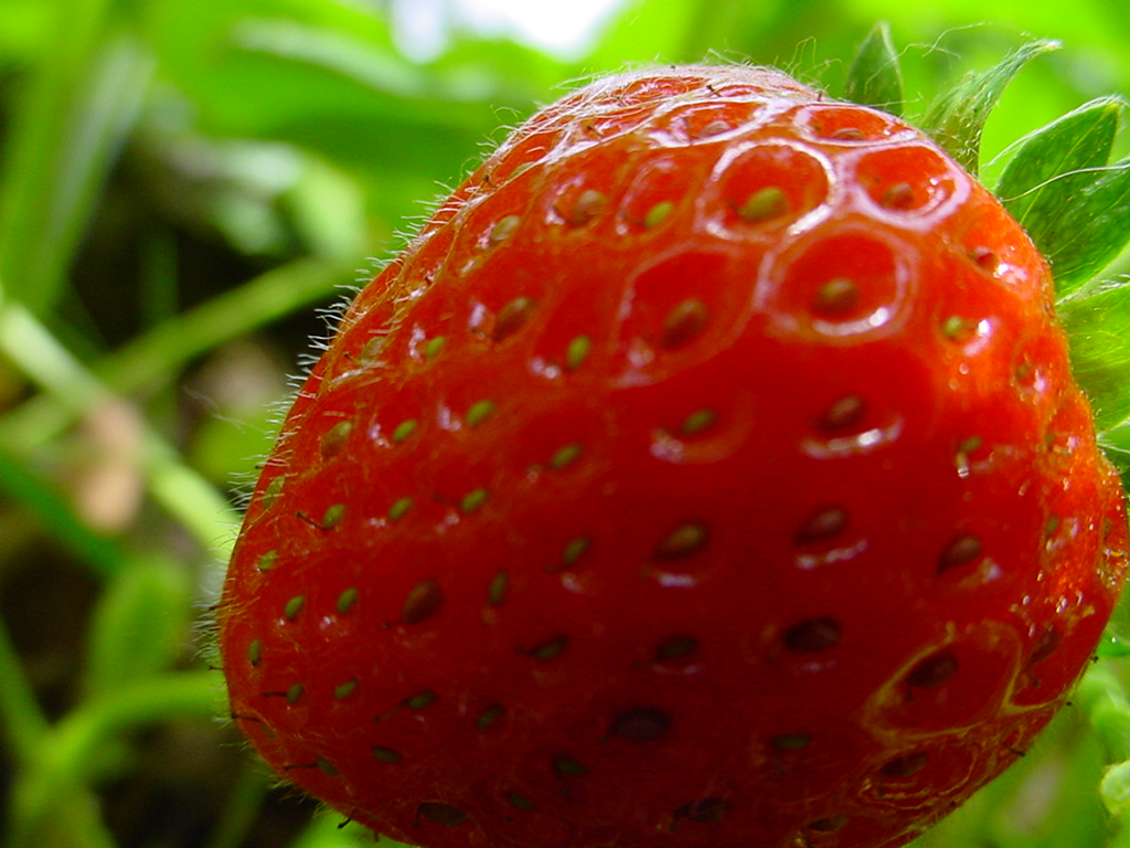 Fonds d'cran Nature Fruits fraise