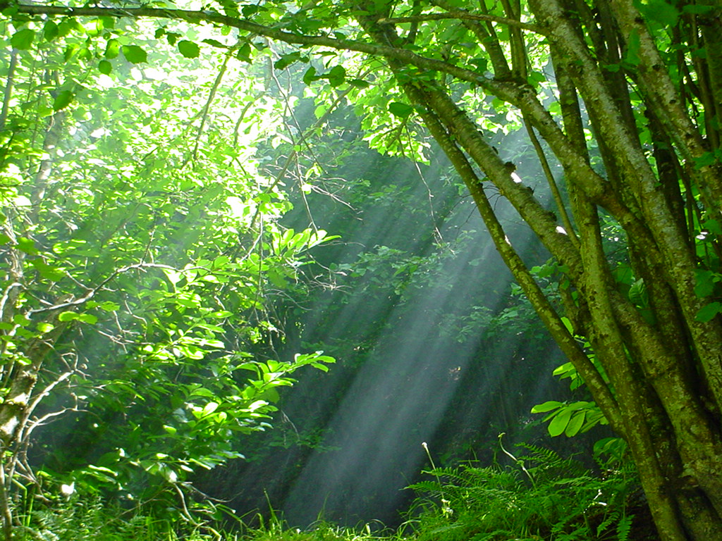 Fonds d'cran Nature Arbres - Forts contre-jour en sous bois