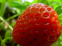 Wallpapers Nature fraise