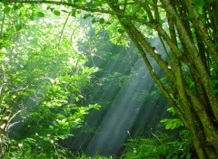 Fonds d'cran Nature contre-jour en sous bois