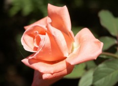 Fonds d'cran Nature Rose