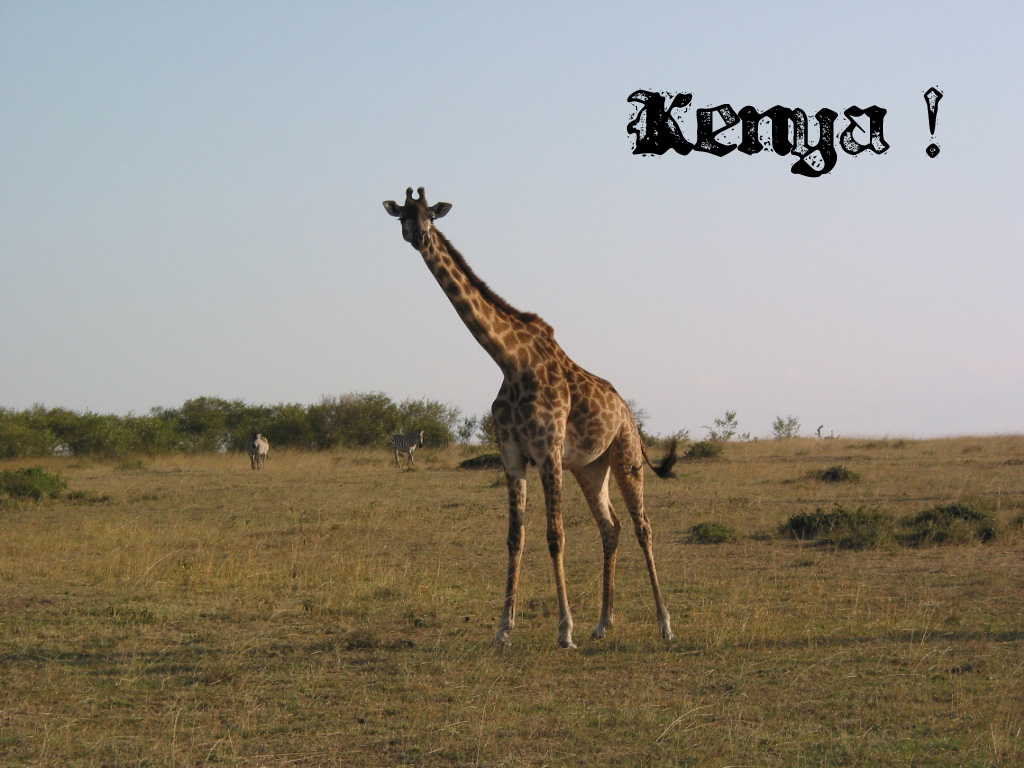 Wallpapers Animals Giraffes Kenya !