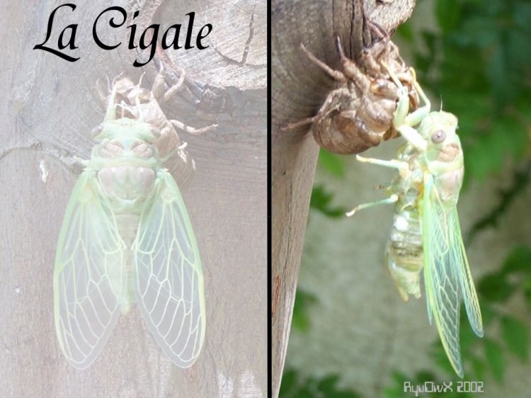 Wallpapers Animals Insects - Cicadas La cigale