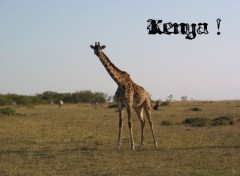 Wallpapers Animals Kenya !