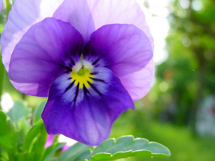 Fonds d'cran Nature Fleurs Violette  contre jour