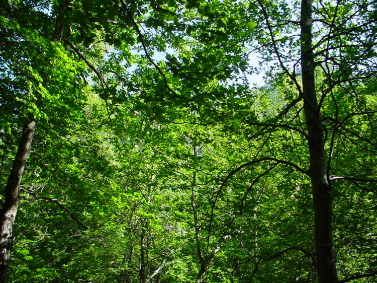 Fonds d'cran Nature Arbres - Forts soleil en sous-bois