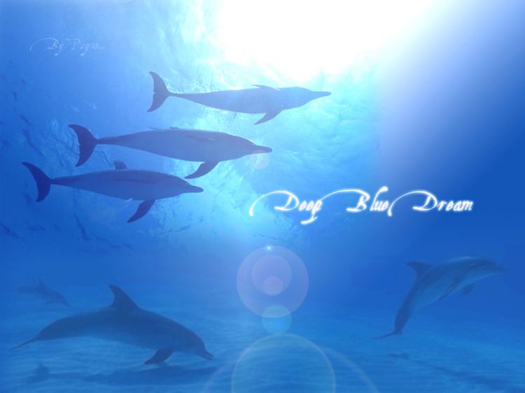 Fonds d'cran Animaux Vie marine - Dauphins Deep Blue Dream