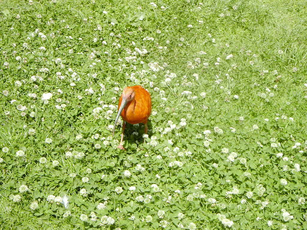 Fonds d'cran Animaux Oiseaux - Ibis Ibis Rouge