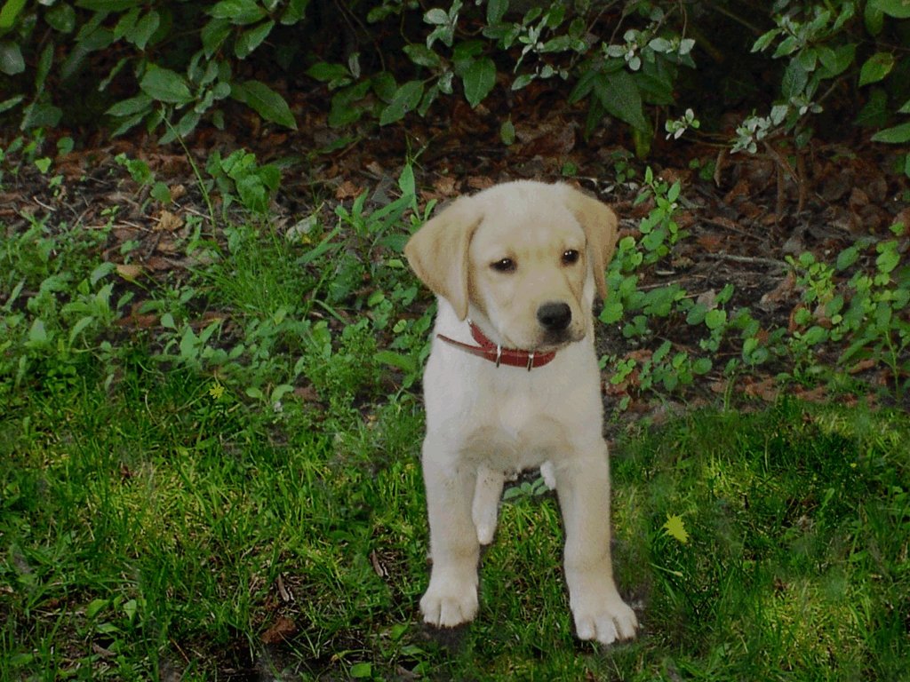 Fonds d'cran Animaux Chiens chien de la marie