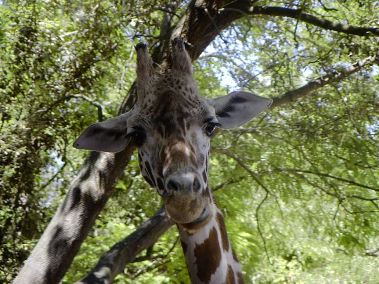 Fonds d'cran Animaux Girafes Girafe