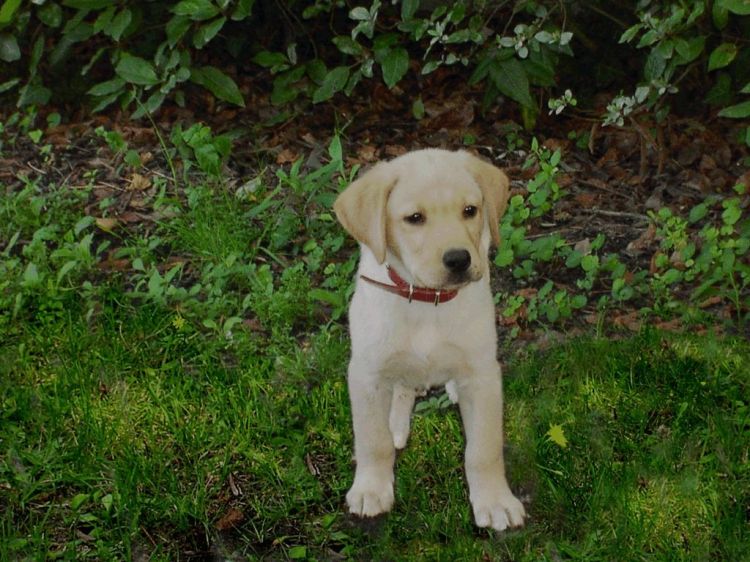 Fonds d'cran Animaux Chiens chien de la marie