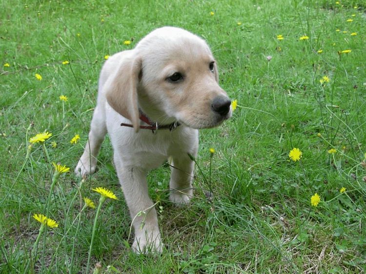 Fonds d'cran Animaux Chiens chien de la marie 2