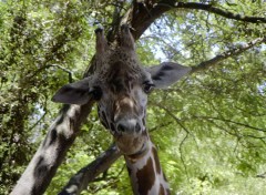 Fonds d'cran Animaux Girafe