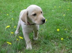 Fonds d'cran Animaux chien de la marie 2