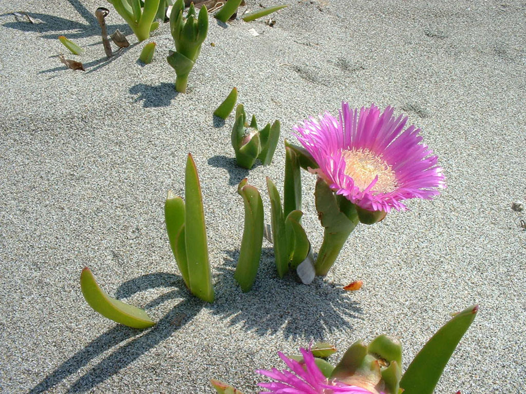 Wallpapers Nature Flowers Carpobrotus