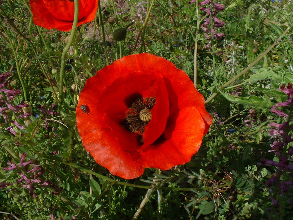 Fonds d'cran Nature Fleurs 