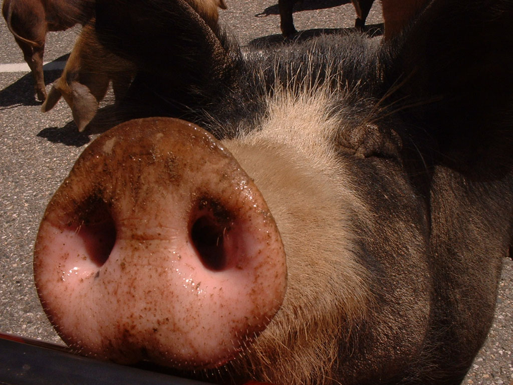 Fonds d'cran Animaux Cochons Rencontre sur la route de Porto.