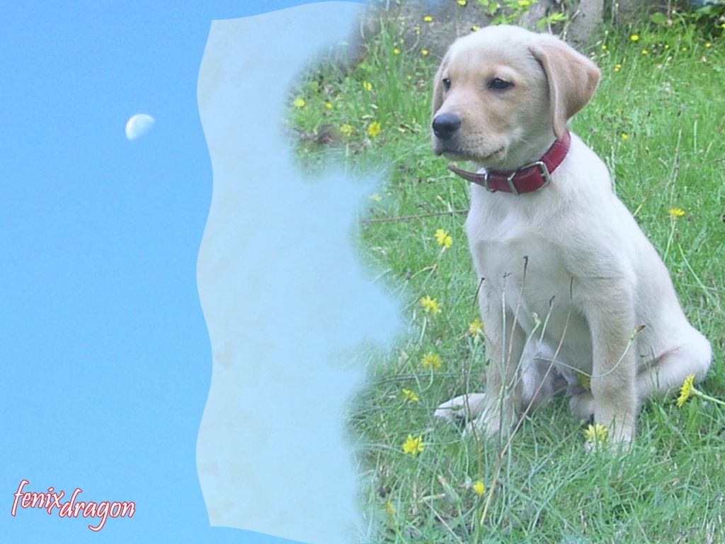 Wallpapers Animals Dogs chien