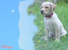 Fonds d'cran Animaux chien