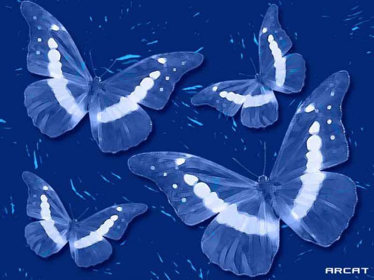 Wallpapers Animals Insects - Butterflies Papillon