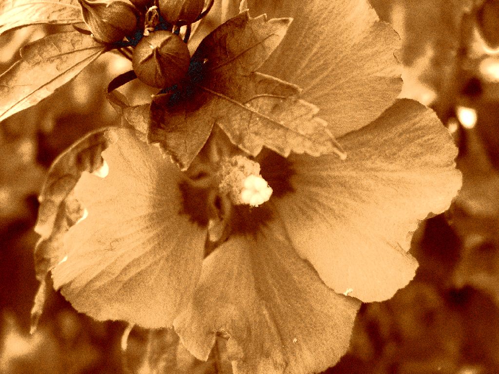 Wallpapers Nature Flowers SEPIA