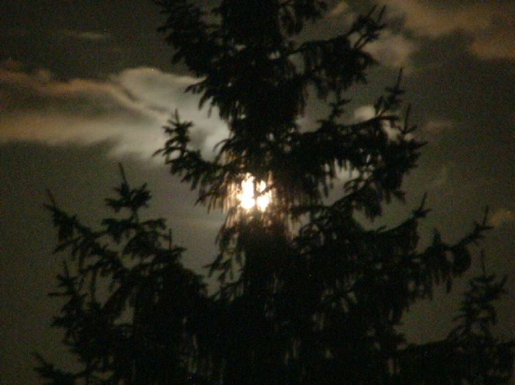 Fonds d'cran Nature Campagne Moonlight in the trees