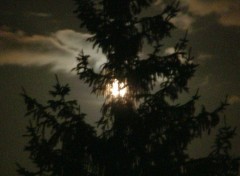 Fonds d'cran Nature Moonlight in the trees