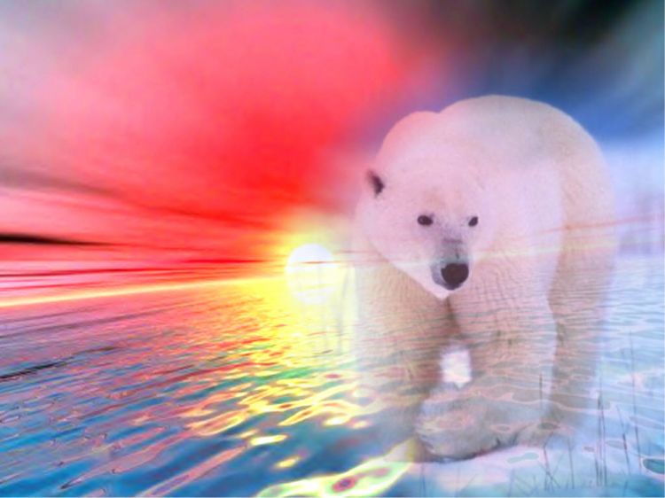 Wallpapers Digital Art Animals Ice