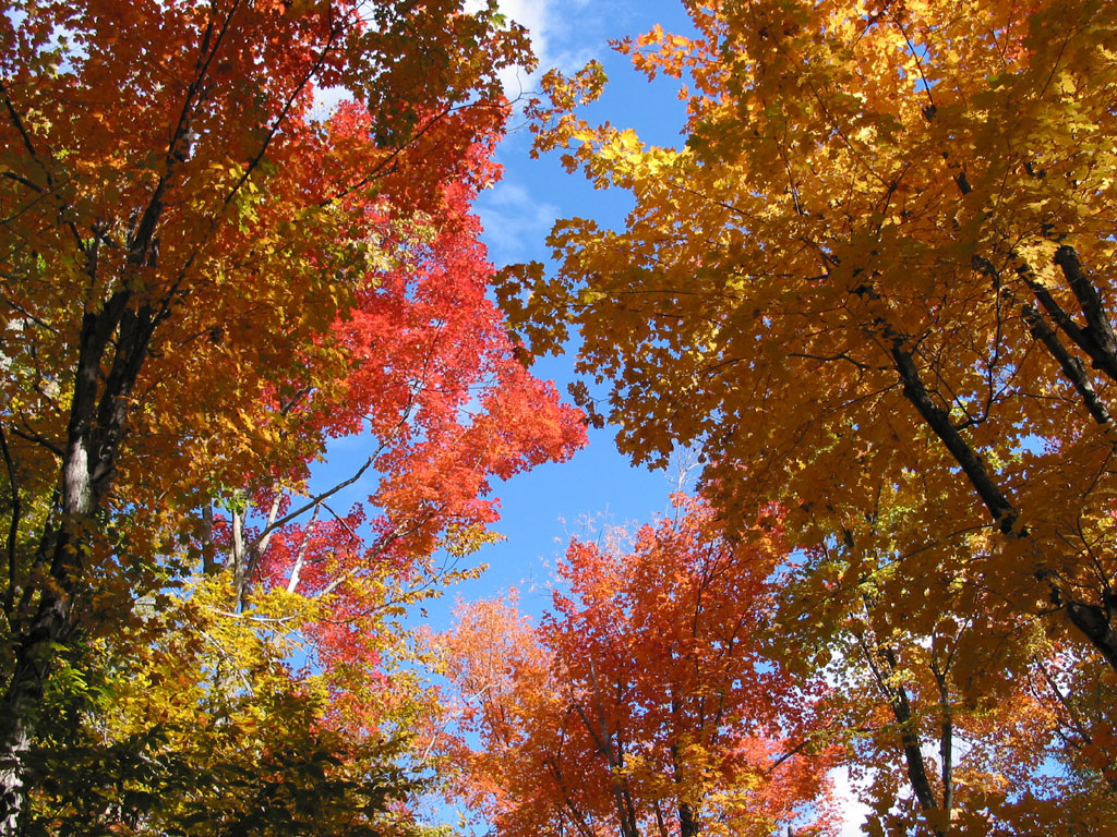 Wallpapers Nature Trees - Forests rablire d'automne