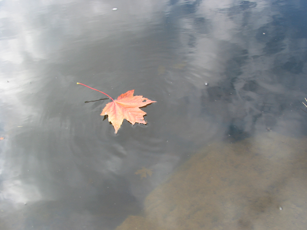 Wallpapers Nature Rivers - Torrents La Fin d'une Feuille