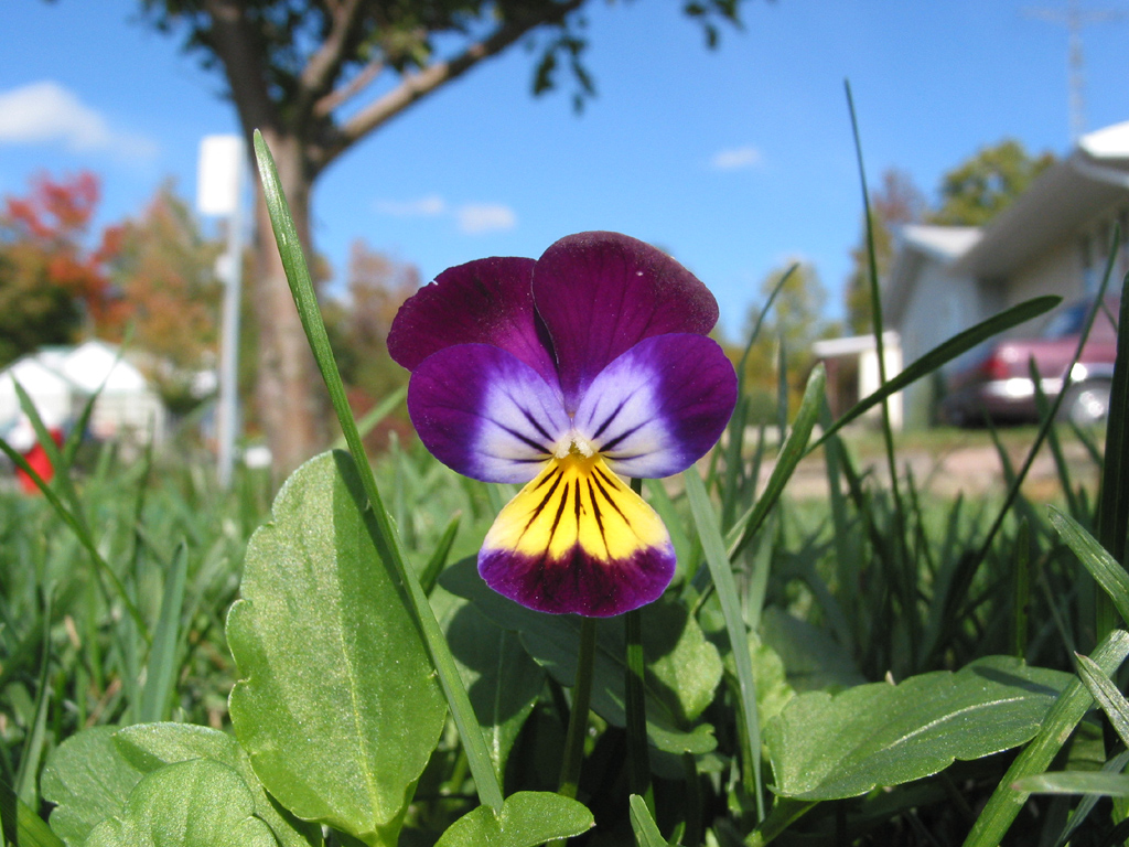 Fonds d'cran Nature Fleurs Une Pense pour Elle