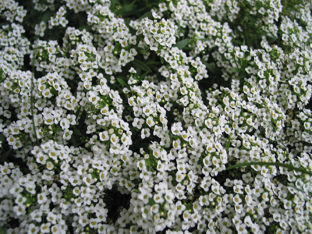 Fonds d'cran Nature Fleurs Tapis de Fleurs Blanches