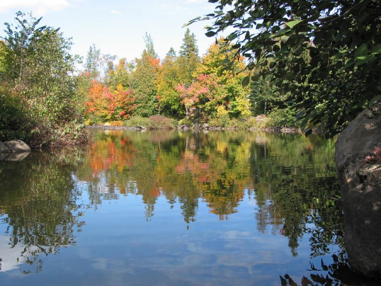 Fonds d'cran Nature Arbres - Forts Rflexion d'automne