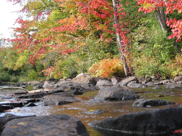 Wallpapers Nature Trees - Forests L'automne en Couleurs