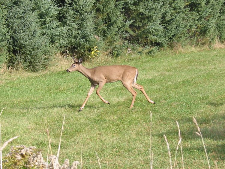 Fonds d'cran Animaux Cervids Chevreuil au Galop