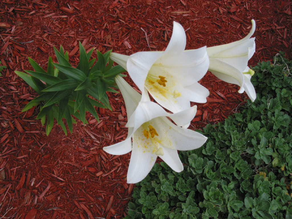 Fonds d'cran Nature Fleurs Lys Blancs