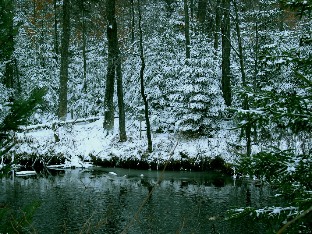 Fonds d'cran Nature Arbres - Forts Sapins sur la Rivire