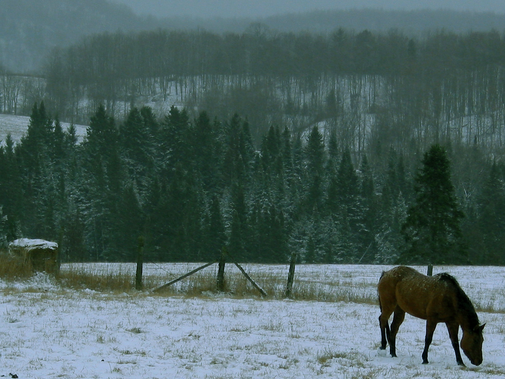 Wallpapers Animals Horses Cheval Face  l'Hiver