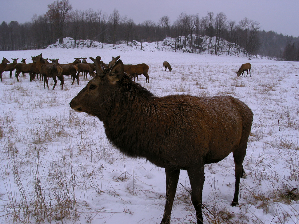 Wallpapers Animals Cervids Troupeau de Rennes